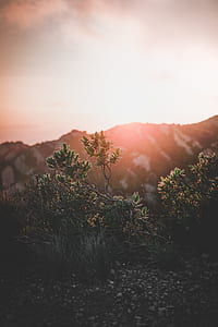 green leaf tree and mountain thumbnail