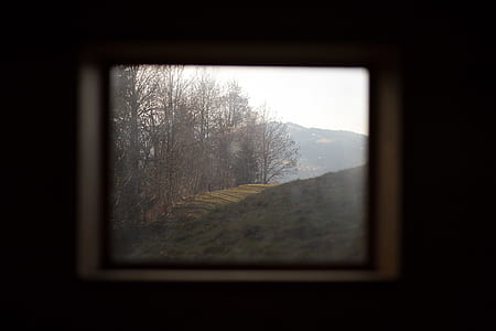 withered trees beside grass field thumbnail