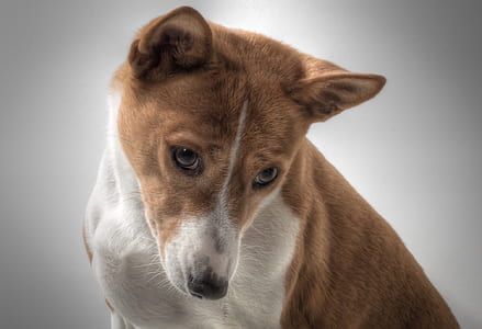 photo of tan and white dog thumbnail