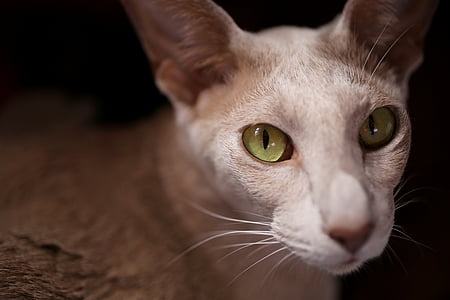 macro shot photography of silver cat thumbnail