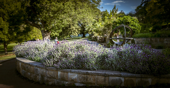 Lavender Garden, Therapeutic thumbnail