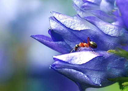 fire ant perching on blue petaled flower selective focus photography thumbnail