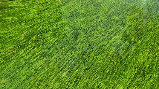 green grass field thumbnail