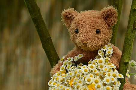 macro photography of brown bear plush toy thumbnail