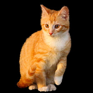 orange tabby cat thumbnail