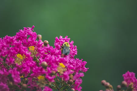 selective focus photography of carpenter bee on pink petaled flower thumbnail