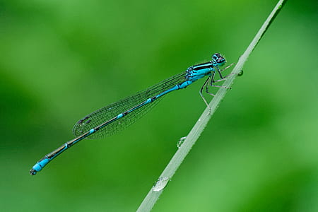 blue and black damselfly on linear leaf thumbnail