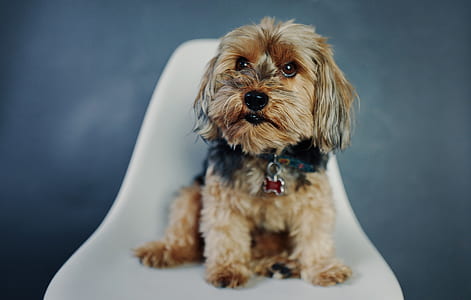 Yorkshire terrier on chair thumbnail
