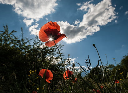 low-angle photo of red poppy flower under blue and white sky during daytime thumbnail