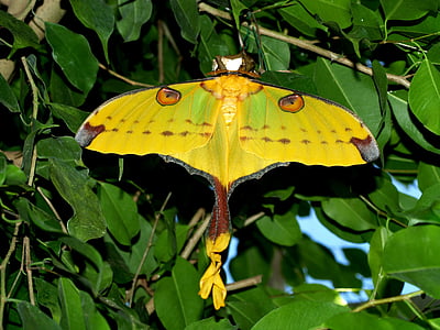 closeup photo of yellow moth thumbnail