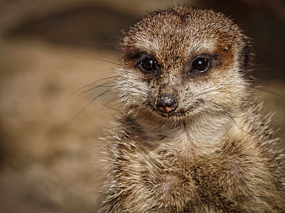 selective focus photography of lemur thumbnail