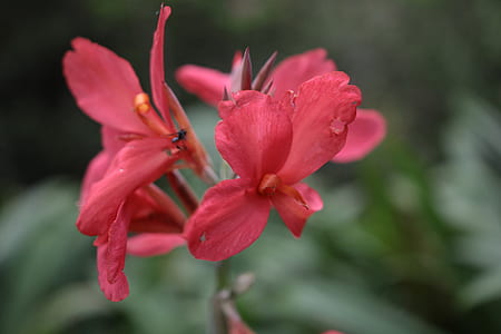 nature, flowers, petals, blur thumbnail