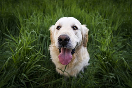 dog in shallow focus lens thumbnail