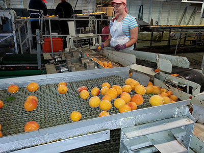 woman standing beside fruit conveyor machine thumbnail