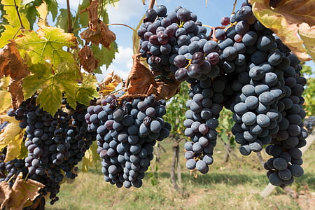 grapes tree thumbnail