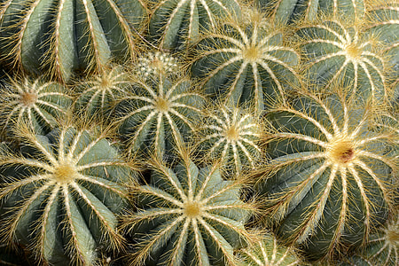 top view of cactii thumbnail