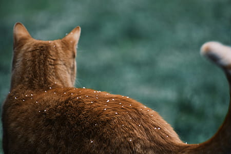 orange tabby cat standing near grass thumbnail