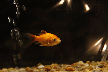 common goldfish thumbnail