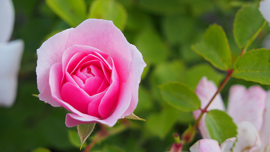 selective focus photography of pink rose thumbnail