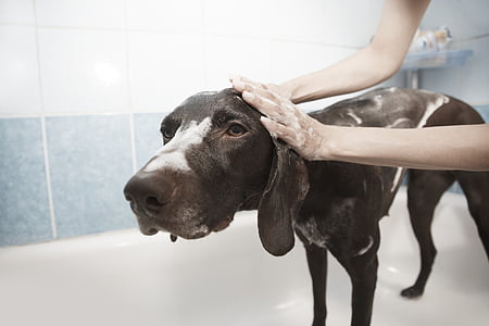adult black weimaraner taking a bath thumbnail
