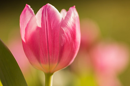 close-up photo of pink Tulip flower at daytime thumbnail