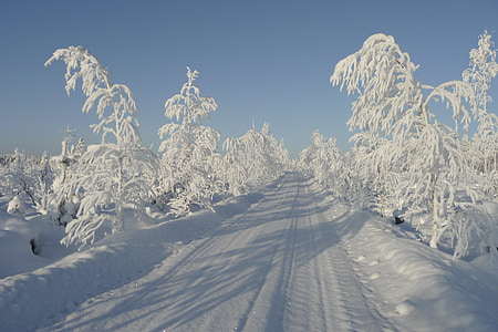 landscape photography of road between trees during winter thumbnail