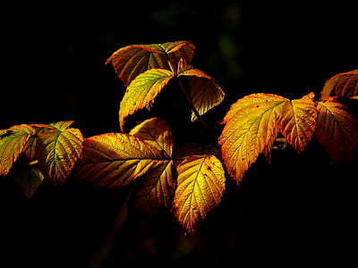 Orange and Green Leafed Plant thumbnail