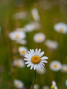 white flower thumbnail