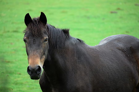 closeup photo of black horse thumbnail