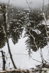 selective focus photo of pine trees thumbnail
