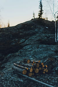 shallow focus photography of tree logs thumbnail