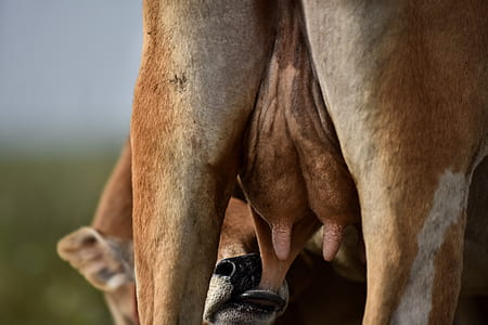 cow, udder, milk, teat thumbnail