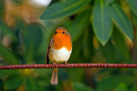 Orange White Brown Bird on Top of Red Branch thumbnail