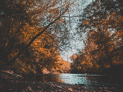 painting of lake with brown trees thumbnail