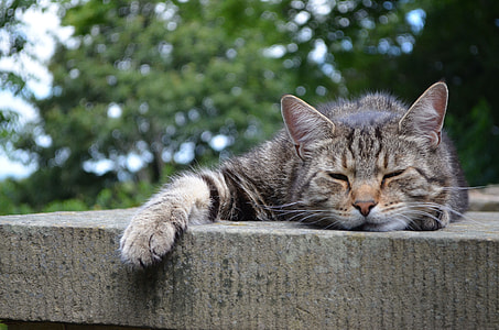 photography of brown Tabby cat on grey wooden table during day time thumbnail