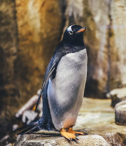 closeup photo of penguin standing near rock thumbnail