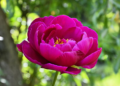 closeup photography of pink peony flower thumbnail