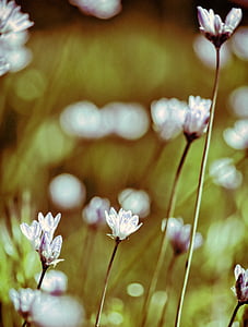 close-up photography of white flowers thumbnail