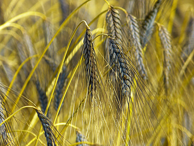 Emmer, Cereals thumbnail