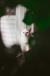 white cat sitting beside window thumbnail