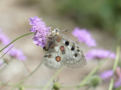 brown and black butterfly on purple flower during daytime thumbnail