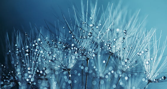 droplets on white flowers thumbnail