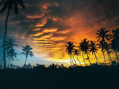 silhouette of palm trees under golden hour thumbnail