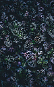 purple, green, and bnlue leafed plants illustration thumbnail