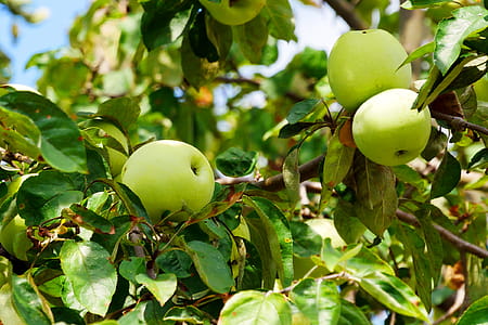 Photo of wild yellow apples ripening on a branch. thumbnail