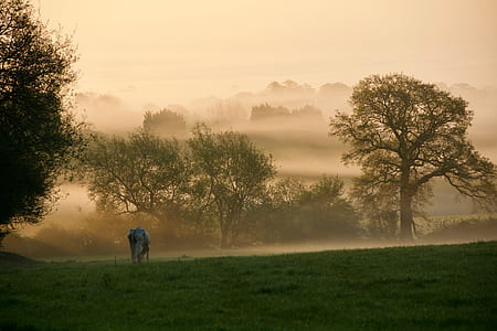 white horse standing on green grass field thumbnail