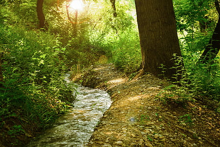 Sunrise at the Forest thumbnail