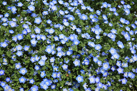 bush of Nemophila flower thumbnail