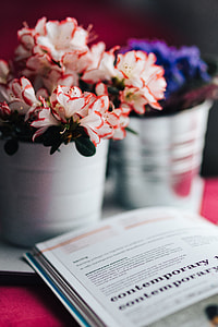 Flowers in a pot with a cake and a book thumbnail