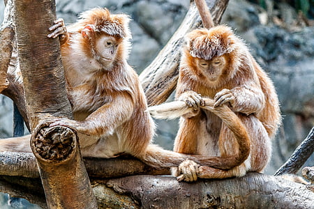 two brown primates on tree thumbnail